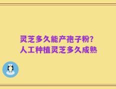 灵芝多久能产孢子粉？人工种植灵芝多久成熟