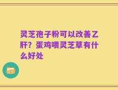 灵芝孢子粉可以改善乙肝？蛋鸡喂灵芝草有什么好处