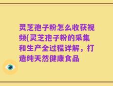 灵芝孢子粉怎么收获视频(灵芝孢子粉的采集和生产全过程详解，打造纯天然健康食品