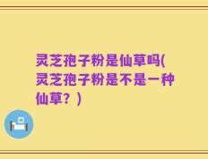 灵芝孢子粉是仙草吗(灵芝孢子粉是不是一种仙草？)