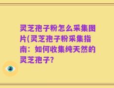 灵芝孢子粉怎么采集图片(灵芝孢子粉采集指南：如何收集纯天然的灵芝孢子？