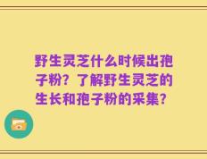 野生灵芝什么时候出孢子粉？了解野生灵芝的生长和孢子粉的采集？