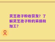 灵芝孢子粉收获发？了解灵芝孢子粉的采摘和加工？