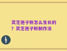 灵芝孢子粉怎么生长的？灵芝孢子粉制作法