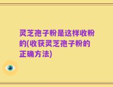 灵芝孢子粉是这样收粉的(收获灵芝孢子粉的正确方法)