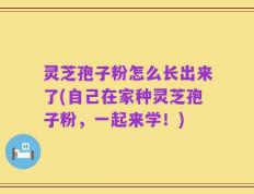 灵芝孢子粉怎么长出来了(自己在家种灵芝孢子粉，一起来学！)