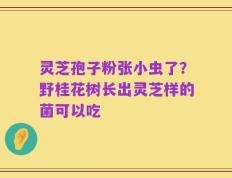 灵芝孢子粉张小虫了？野桂花树长出灵芝样的菌可以吃