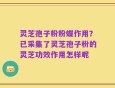 灵芝孢子粉粉蝶作用？已采集了灵芝孢子粉的灵芝功效作用怎样呢
