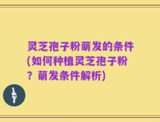 灵芝孢子粉萌发的条件(如何种植灵芝孢子粉？萌发条件解析)