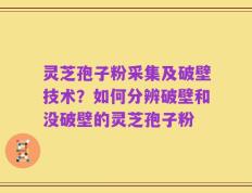 灵芝孢子粉采集及破壁技术？如何分辨破壁和没破壁的灵芝孢子粉