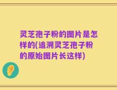 灵芝孢子粉的图片是怎样的(追溯灵芝孢子粉的原始图片长这样)