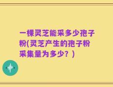 一棵灵芝能采多少孢子粉(灵芝产生的孢子粉采集量为多少？)
