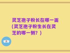 灵芝孢子粉长在哪一面(灵芝孢子粉生长在灵芝的哪一侧？)