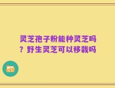 灵芝孢子粉能种灵芝吗？野生灵芝可以移栽吗