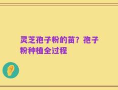 灵芝孢子粉的苗？孢子粉种植全过程