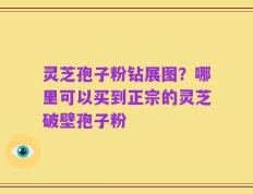 灵芝孢子粉钻展图？哪里可以买到正宗的灵芝破壁孢子粉