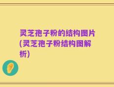 灵芝孢子粉的结构图片(灵芝孢子粉结构图解析)