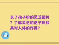 长了孢子粉的灵芝图片？了解灵芝的孢子粉和其对人体的作用？