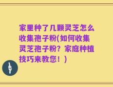 家里种了几颗灵芝怎么收集孢子粉(如何收集灵芝孢子粉？家庭种植技巧来教您！)