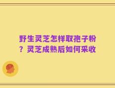 野生灵芝怎样取孢子粉？灵芝成熟后如何采收