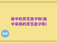 雨中的灵芝孢子粉(雨中采摘的灵芝孢子粉)