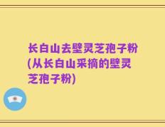 长白山去壁灵芝孢子粉(从长白山采摘的壁灵芝孢子粉)