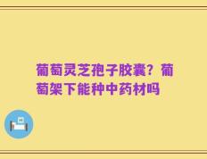 葡萄灵芝孢子胶囊？葡萄架下能种中药材吗