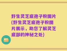 野生灵芝底孢子粉图片(野生灵芝底孢子粉图片展示，助您了解灵芝底部的神秘之处)