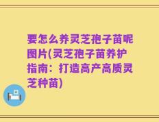 要怎么养灵芝孢子苗呢图片(灵芝孢子苗养护指南：打造高产高质灵芝种苗)