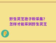 野生灵芝孢子粉采集？怎样才能采到野生灵芝