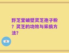 野芝堂破壁灵芝孢子粉？灵芝的功效与采摘方法？
