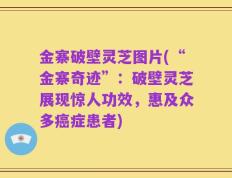 金寨破壁灵芝图片(“金寨奇迹”：破壁灵芝展现惊人功效，惠及众多癌症患者)