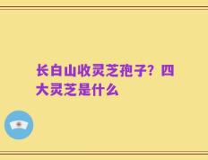 长白山收灵芝孢子？四大灵芝是什么