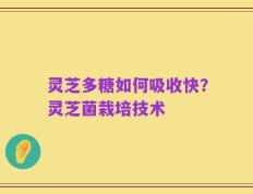 灵芝多糖如何吸收快？灵芝菌栽培技术