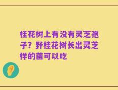 桂花树上有没有灵芝孢子？野桂花树长出灵芝样的菌可以吃