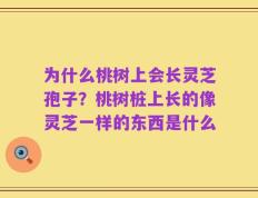 为什么桃树上会长灵芝孢子？桃树桩上长的像灵芝一样的东西是什么