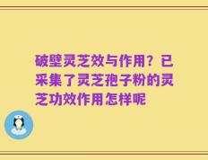 破壁灵芝效与作用？已采集了灵芝孢子粉的灵芝功效作用怎样呢