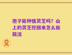 孢子能种植灵芝吗？山上的灵芝挖回来怎么能栽活