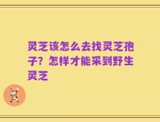 灵芝该怎么去找灵芝孢子？怎样才能采到野生灵芝