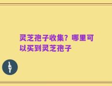 灵芝孢子收集？哪里可以买到灵芝孢子