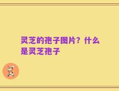 灵芝的孢子图片？什么是灵芝孢子