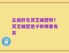 云南野生灵芝破壁粉？灵芝破壁孢子粉哪里有卖
