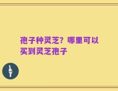 孢子种灵芝？哪里可以买到灵芝孢子