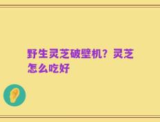 野生灵芝破壁机？灵芝怎么吃好