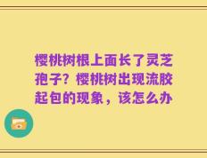 樱桃树根上面长了灵芝孢子？樱桃树出现流胶起包的现象，该怎么办