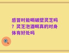 感冒时能喝破壁灵芝吗？灵芝泡酒喝真的对身体有好处吗