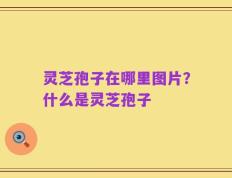 灵芝孢子在哪里图片？什么是灵芝孢子