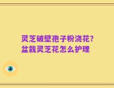 灵芝破壁孢子粉浇花？盆栽灵芝花怎么护理