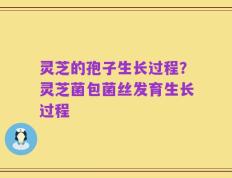 灵芝的孢子生长过程？灵芝菌包菌丝发育生长过程