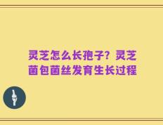 灵芝怎么长孢子？灵芝菌包菌丝发育生长过程